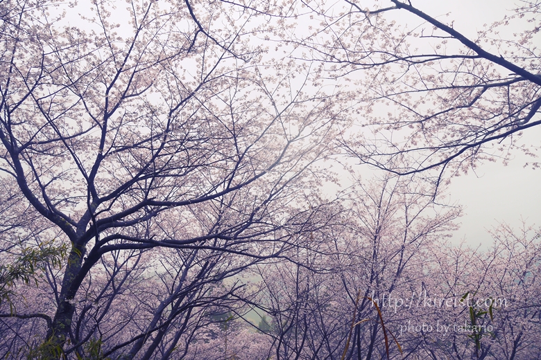 日南市花立公園の桜
