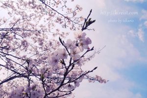 都城市母智丘公園の桜
