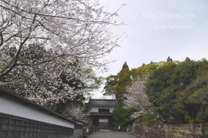 日南市飫肥城の桜
