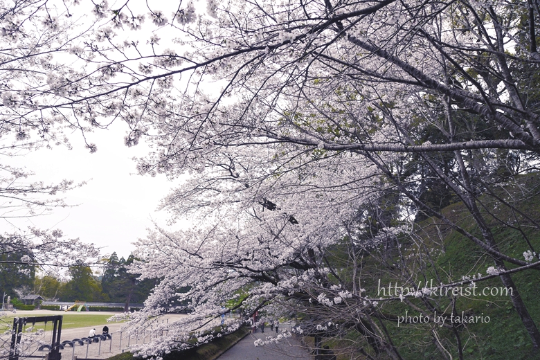 日南市飫肥城の桜